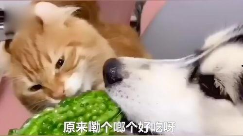 猫狗吃瓜视频在线观看,在线观看萌宠趣味瞬间 猫狗吃瓜视频在线观看,在线观看萌宠趣味瞬间
