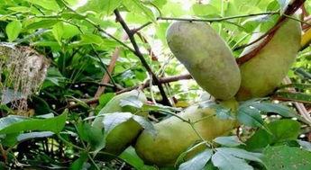 放牛吃八月瓜视频大全,放牛吃瓜欢乐多,视频大全带你领略田园风光 放牛吃八月瓜视频大全,放牛吃瓜欢乐多,视频大全带你领略田园风光