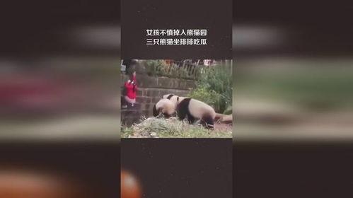 三只吃瓜熊猫视频下载,三只吃瓜熊猫萌态视频下载攻略 三只吃瓜熊猫视频下载,三只吃瓜熊猫萌态视频下载攻略