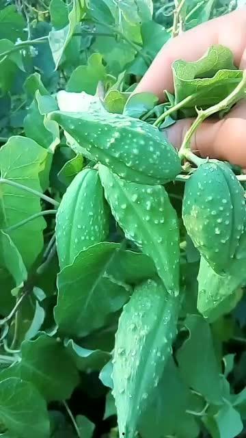 东子吃瓜视频,带你走进娱乐圈的幕后故事 东子吃瓜视频,带你走进娱乐圈的幕后故事