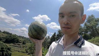 在地里摘瓜吃的视频,体验在地里摘瓜的乐趣与美味 在地里摘瓜吃的视频,体验在地里摘瓜的乐趣与美味