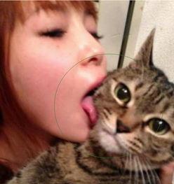 猫咪大明星吃瓜视频下载,萌宠界的“娱乐圈”风云录 猫咪大明星吃瓜视频下载,萌宠界的“娱乐圈”风云录