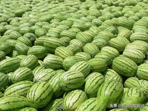 西瓜成熟吃瓜视频,一场视觉与味觉的双重盛宴 西瓜成熟吃瓜视频,一场视觉与味觉的双重盛宴