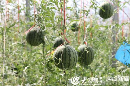 咸阳网红吃瓜视频 咸阳网红吃瓜视频