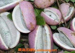 八月瓜怎么吃美食视频,视频教你轻松制作美味佳肴 八月瓜怎么吃美食视频,视频教你轻松制作美味佳肴